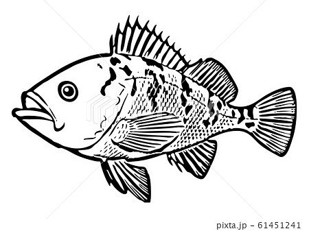 魚 白黒 サカナ イラストのイラスト素材
