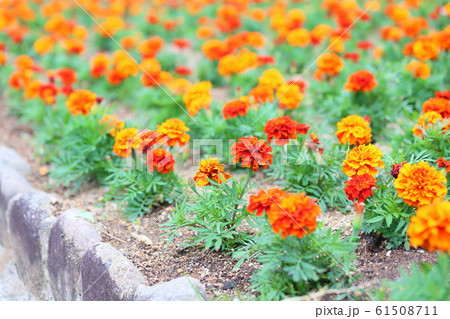 マリーゴールド 花壇の写真素材