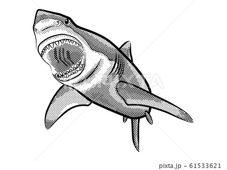 サメ 鮫 のイラスト素材集 Pixta ピクスタ
