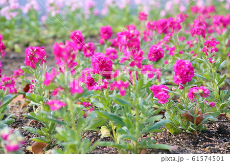 ストック 花 緑色 冬の写真素材