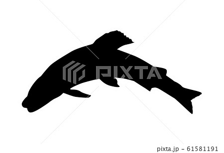 アユ 鮎 のイラスト素材集 ピクスタ