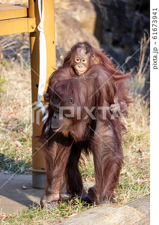 オランウータンの赤ちゃんの写真素材