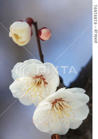 海棠 白 花 植物の写真素材