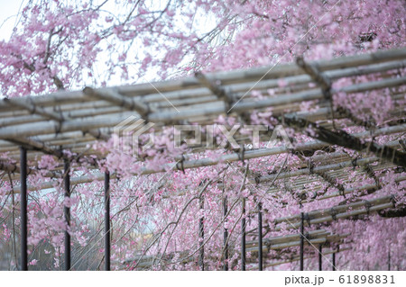 水辺の花 紫 花 川辺の写真素材