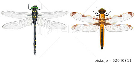 トンボのイラスト素材集 ピクスタ