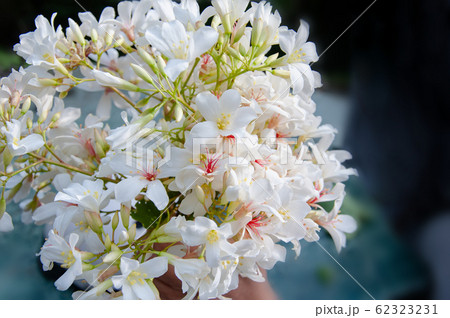 客家油桐花桐花祭花照片素材- PIXTA