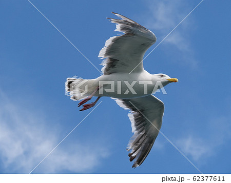 飛んでる鳥の写真素材