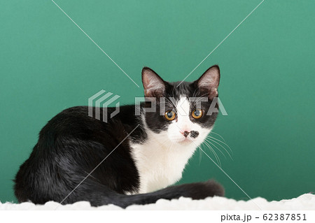 猫の手も借りたいの写真素材