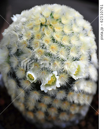 サボテンの綿毛 棘 植物の写真素材