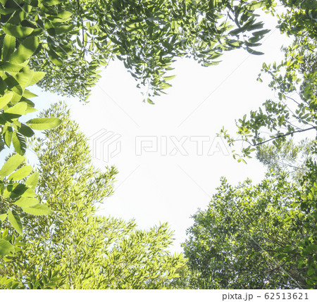楢木の写真素材 - PIXTA