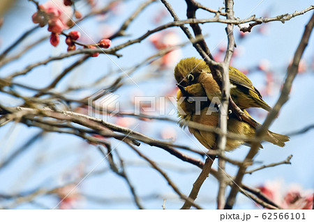 春の小鳥の写真素材