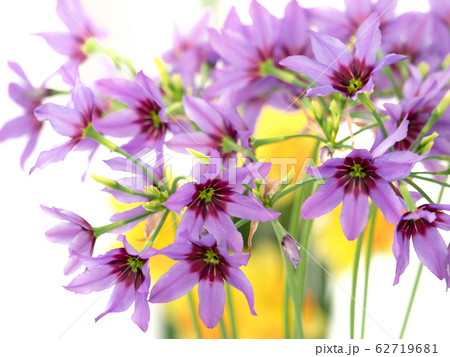 お花 リューココリーネ 花 白バックの写真素材