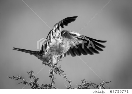 鳥が木にとまる 着地 ランディング 着陸の写真素材