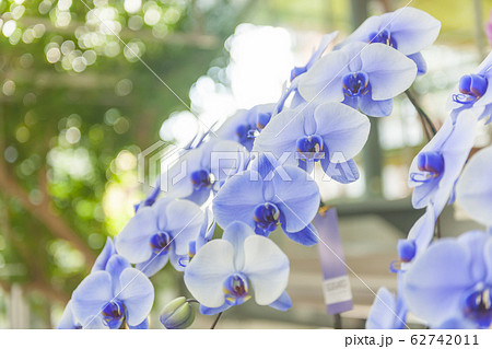 青い胡蝶蘭 珍しいの写真素材