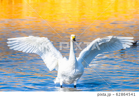 羽を広げた鳥 鳥類の写真素材