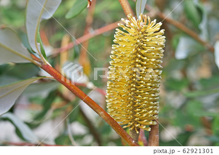 バンクシア 花の写真素材