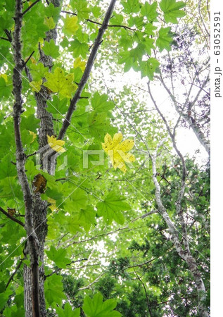 ハリギリ 葉 落ち葉 黄葉の写真素材