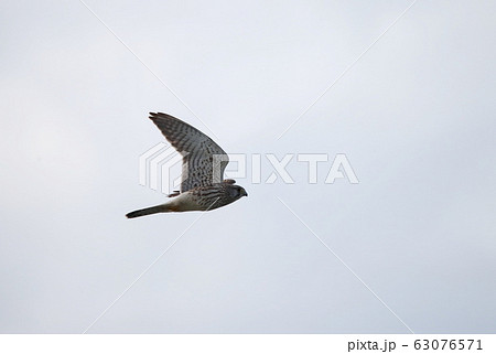 鳥 とり はやぶさ ハヤブサの写真素材