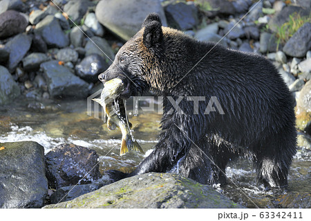 動物 鮭 熊 ヒグマの写真素材