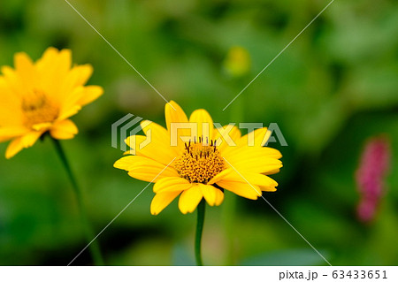 菊芋の花の写真素材