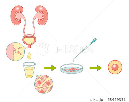 培養 細胞のイラスト素材