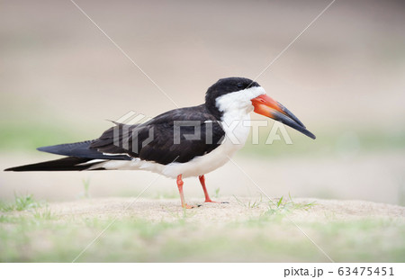 クロハサミアジサシの写真素材