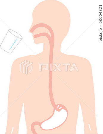 人体図のイラスト素材