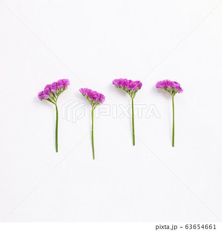 スターチスの写真素材