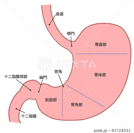 胃底のイラスト素材