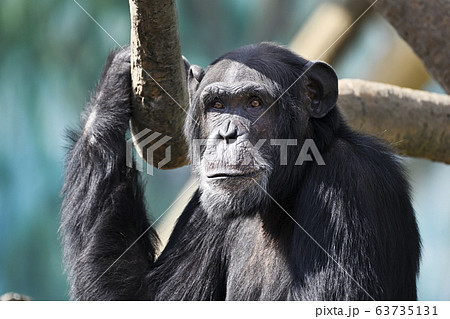 チンパンジーの写真素材集 ピクスタ