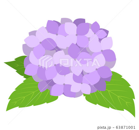 花 紫陽花 透過 イラストのイラスト素材