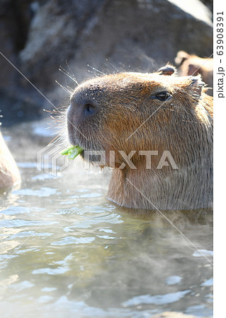 カピバラ温泉の写真素材