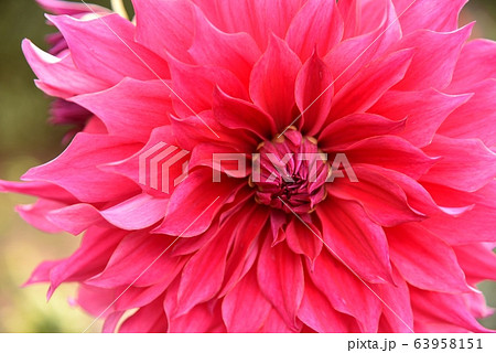 大きい花 花びらの写真素材