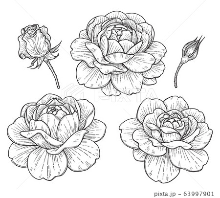 Hand Drawn Rose Flowers And Budsのイラスト素材