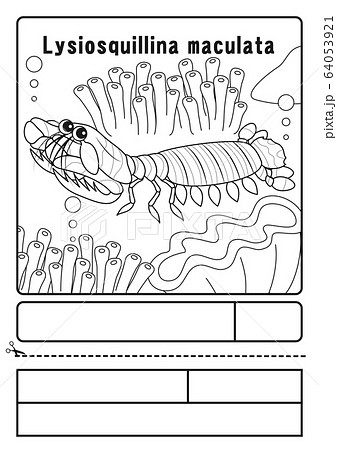 イソギンチャクのイラスト素材集 ピクスタ