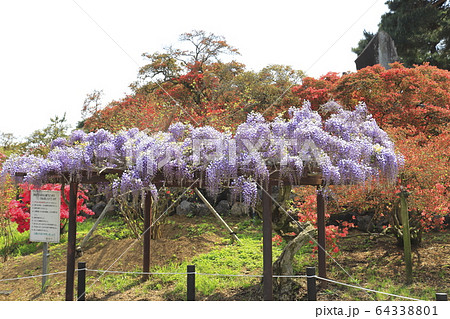 つつじ つつじヶ岡公園 藤 群馬県の写真素材