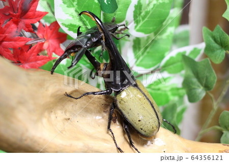 昆虫標本 カブトムシの写真素材