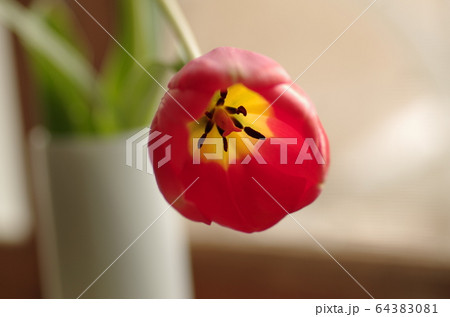 一輪 花 チューリップ 花瓶の写真素材