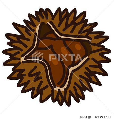 栗 毬栗 クリ いがぐりのイラスト素材