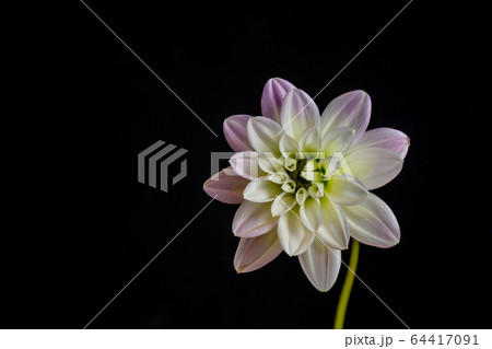 黒背景 花の写真素材