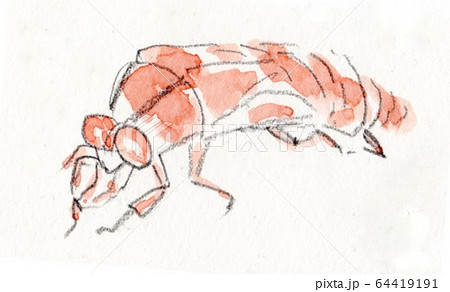 蝉の抜け殻のイラスト素材 蝉の抜け殻のイラスト素材