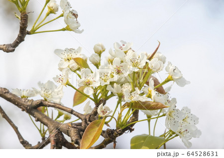 梨 花 梨の花 植物の写真素材