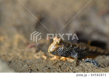 とんとんみーの写真素材 - PIXTA