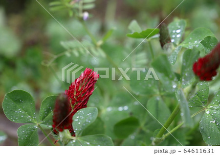 赤い茎 植物の写真素材