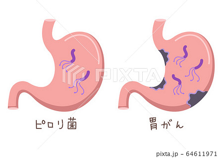 内臓のイラスト素材