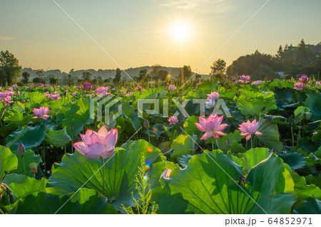 古代蓮 ハス科 花 太陽の写真素材