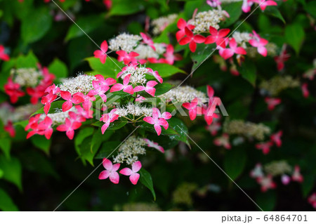 ベニ花の写真素材