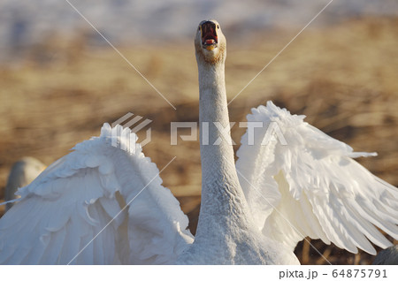 オオハクチョウ 正面 ハクチョウ 鳥の写真素材