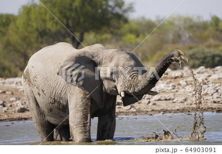 アフリカゾウの写真素材