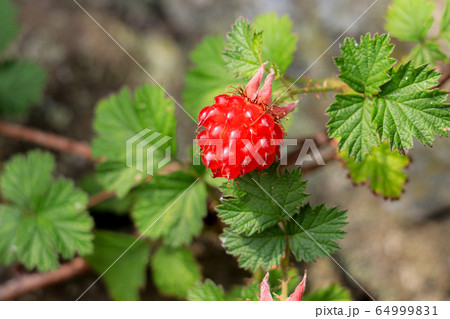 野いちご 葉の写真素材